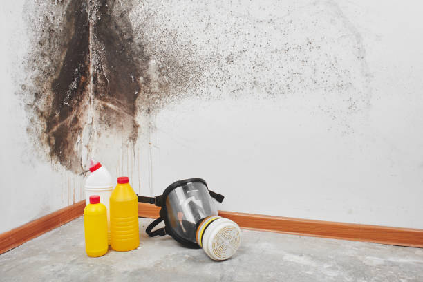 Best Commercial Mold Removal  in Russells Point, OH