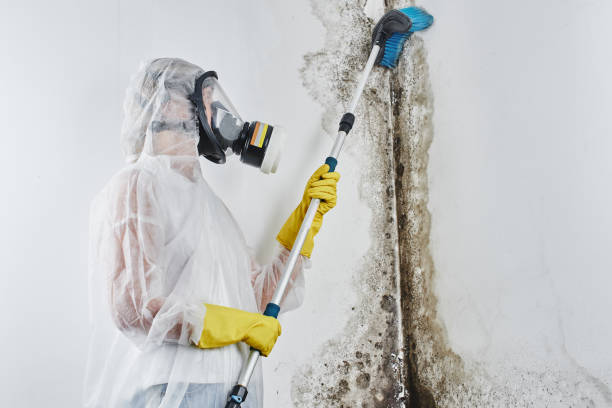 Best Office Mold Removal Services  in Russells Point, OH