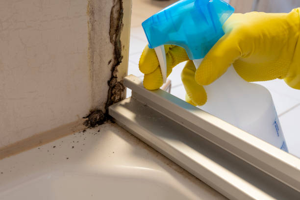 Best Professional Mold Removal  in Russells Point, OH