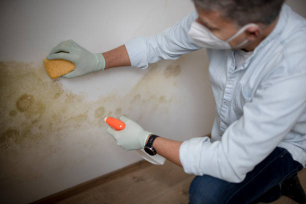 Best Mold Removal Near Me  in Russells Point, OH