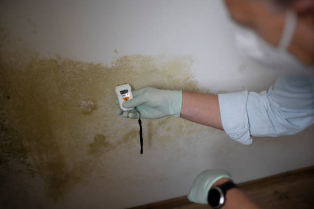 Best Black Mold Removal  in Russells Point, OH