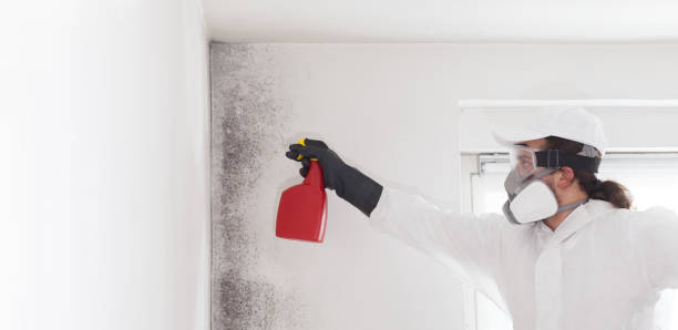 Best Fast Mold Removal  in Russells Point, OH