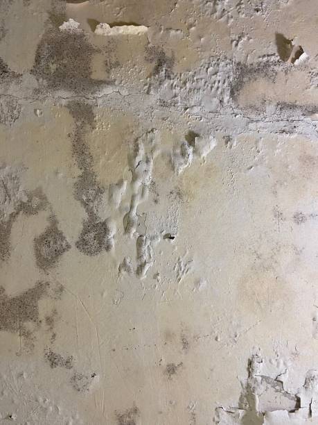 Best Mold Cleaning Services  in Russells Point, OH