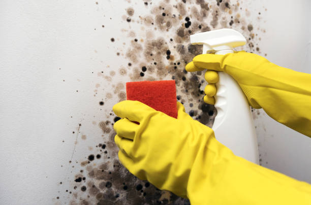 Best Mold Removal Company Near Me  in Russells Point, OH