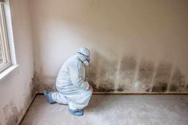 Best Certified Mold Removal  in Russells Point, OH