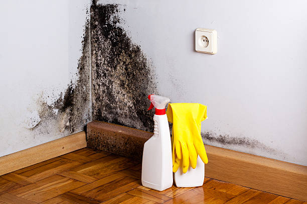 Best Same-Day Mold Removal  in Russells Point, OH