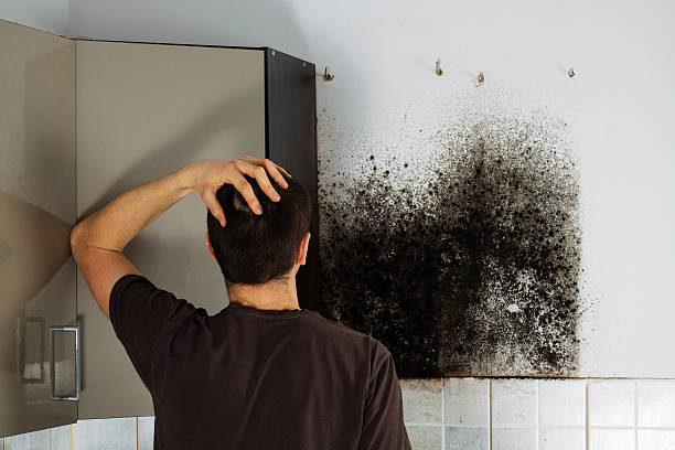 Best Best Mold Removal Companies  in Russells Point, OH
