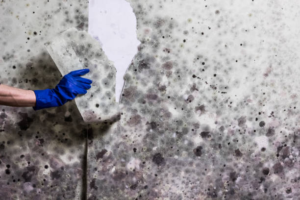 Best Emergency Mold Removal  in Russells Point, OH