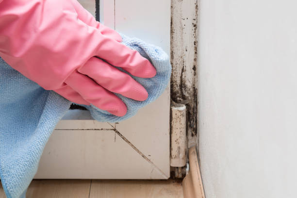 Best Black Mold Removal  in Russells Point, OH